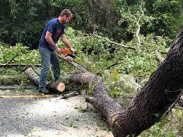 Best Arborist Consultation Services  in Escatawpa, MS