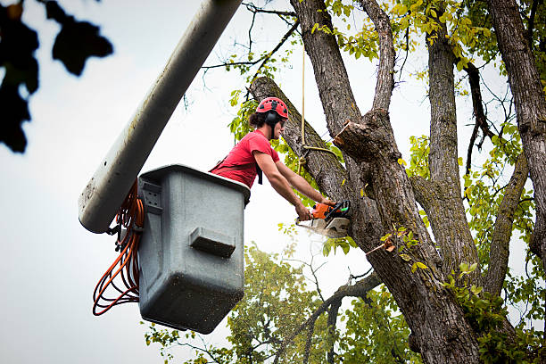 Best Firewood Processing and Delivery  in Escatawpa, MS